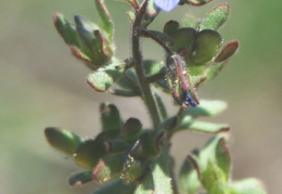 Veronica triphyllos