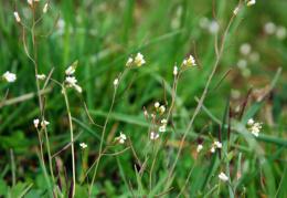 Arabidopsis thaliana, Arabette de Thalius