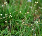 Arabidopsis thaliana, Arabette de Thalius