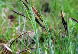 Carex flacca, Laiche glauque