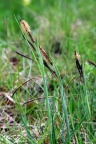 Carex flacca, Laiche glauque