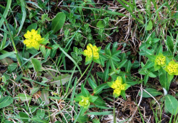 Euphorbia verrucosa, Euphorbe verruqueuse