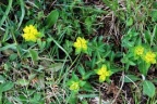 Euphorbia verrucosa, Euphorbe verruqueuse