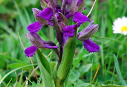 Orchis morio, Orchis bouffon