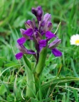 Orchis morio, Orchis bouffon