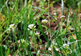 Thlaspi perfoliatum, Tabouret perfolié