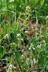 Thlaspi perfoliatum, Tabouret perfolié