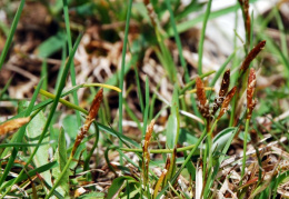 Carex caryophyllea, Laiche du printemps