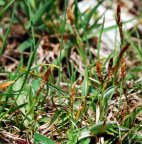 Carex caryophyllea, Laiche du printemps