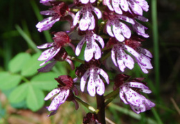 Orchis purpurea