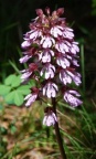 Orchis purpurea