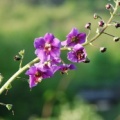 20080504_val_di_suza-italie_verbascum_phoeniceum_.jpg
