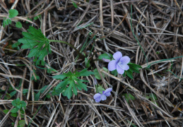 Viola pinnata