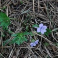 20080507_catogne-chez_les_reuse_viola_pinnata_.jpg