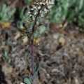 20080509_champex-j.bot._thlaspi_brachypetalum_.jpg