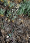 Thlaspi brachypetalum
