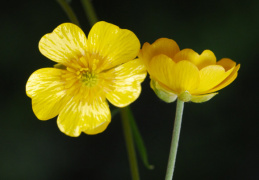 Ranunculus breyninus, Renoncule de la Raxalpe