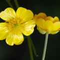 20080515_court_gorges-r.g._ranunculus_breynius_01.jpg