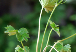 Ranunculus breyninus, Renoncule de la Raxalpe