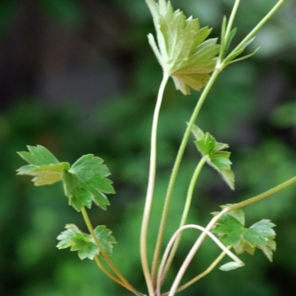 20080515_court_gorges-r.g._ranunculus_breynius_02.jpg