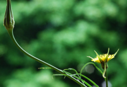 Tragopogon pratensis subsp. minor, Petit salsifis