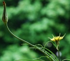 Tragopogon pratensis subsp. minor, Petit salsifis