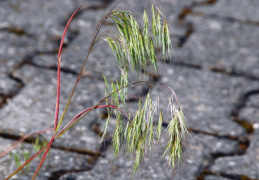 Bromus tectorum, Brome des toits