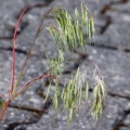 20080530_moutier_rue-bel-air_bromus_tectorum.jpg