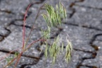 Bromus tectorum, Brome des toits