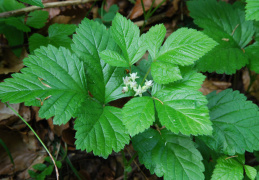 Rubus saxatilis