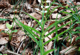 Cephalanthera longifolia, Céphalanthère à longues feuilles