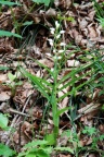 Cephalanthera longifolia, Céphalanthère à longues feuilles