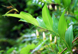 Polygonatum odoratum, Sceau de Salomon officinal