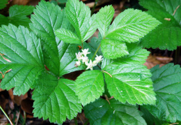 Rubus saxatilis, Ronce des rochers