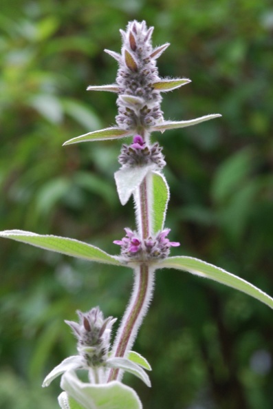 200806020_moutier_les-golats_stachys_germanica_01.jpg