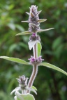 Stachys germanica, Épiaire d'Allemagne