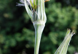 Tragopogon dubius, Salsifis douteux