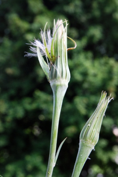 20080603_delemont_la-ballastiere-voie-ferree_tragopogon_dubius.jpg