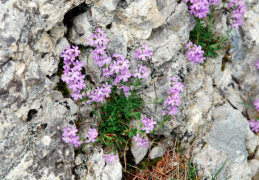 Erinus alpinus, Erine des Alpes