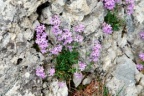 Erinus alpinus, Erine des Alpes