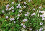 Globularia cordifolia, Globulaire à feuilles en coeur