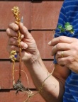Orobanche minor 