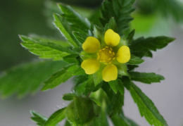 Potentilla norvegica