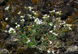 Cardaminopsis arenosa s.str.