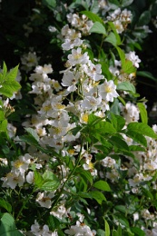 Rosa multiflora 