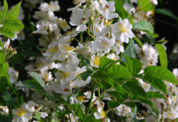 Rosa multiflora 