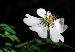 Rosa arvensis, Rose des champs