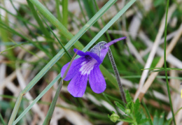 Pinguicula grandiflora