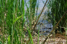 Hierochloë odorata