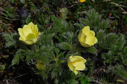 Pulsatilla alpina subsp. apiifolia